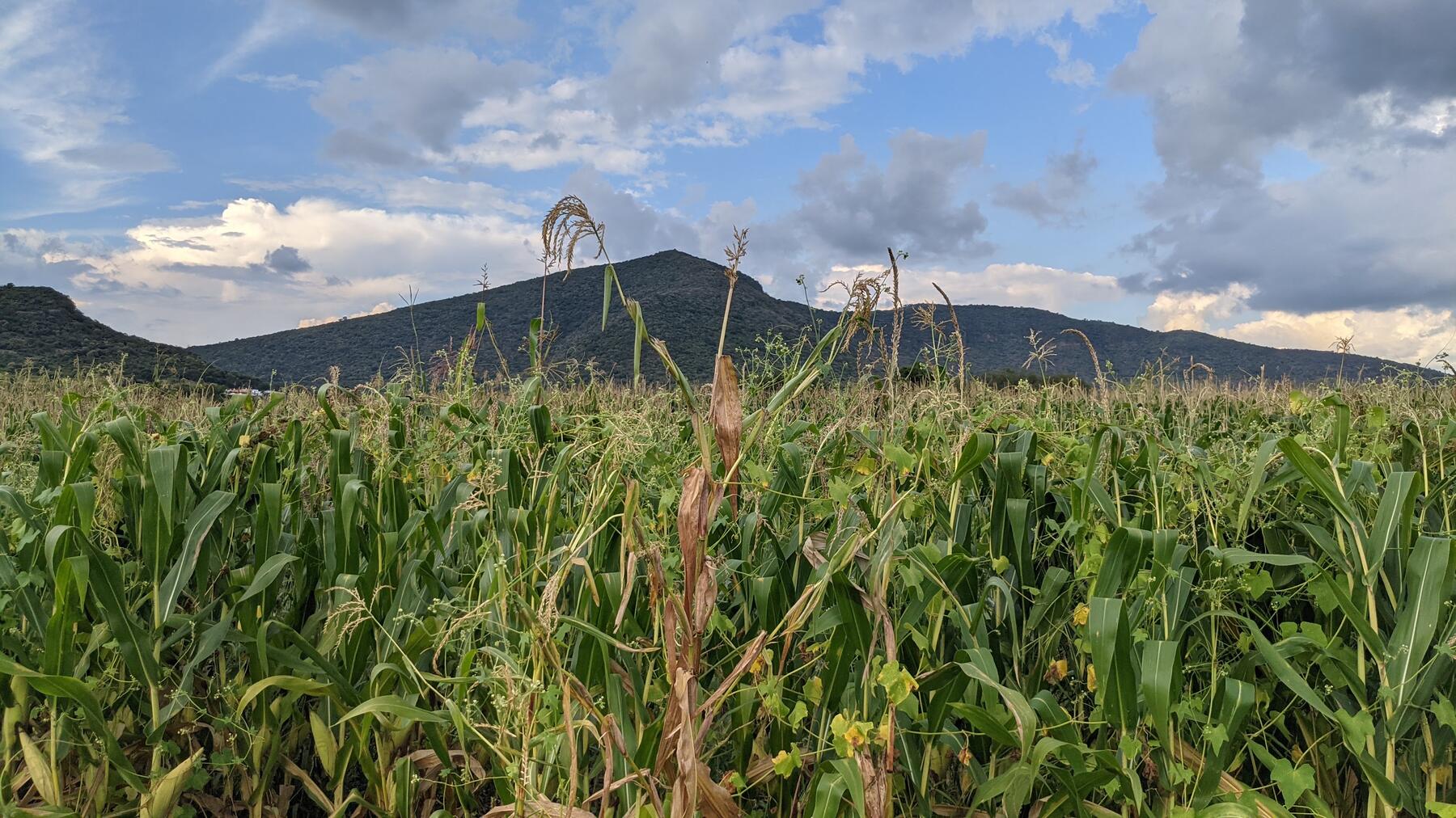 Teosinte growing in a maize field in Jalisco, Mexico